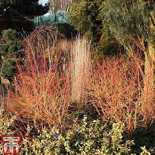 We did not find results for: Cornus Sanguinea Midwinter Fire Thompson Morgan