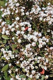 Image result for Hypertelis umbellata
