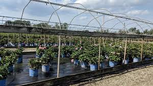 What kind of hydrangeas grow in central america? Hydrangea Angustipetala Nursery Management