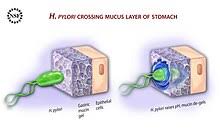 Pylori bacteria are unique because they produce the enzyme urease that allows the bacteria to live in the harsh environment of the stomach. Helicobacter Pylori Wikipedia