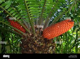 Image result for Encephalartos gratus