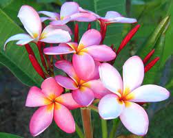 Pin On Frangipani Love