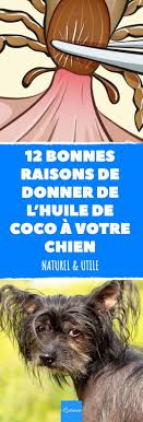 L Huile De Coco Est Un Peu L Ingredient De L Annee Voici 12 Raisons De Donner Une Cuillere A Cafe D Huile De Coco Par Jou Puces Chien Chien Alimentation Chien