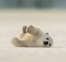 Arctica And Antarctica Baby Polar Bears Cute Polar Bear Polar Bear