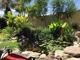 Ecosystem Koi Pond In Phoenix Az By The Pond Gnome Pond Maintenance Ponds Backyard Garden Solutions