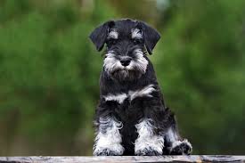 We did not find results for: 10 Small Dog Breeds That Don T Shed Ollie