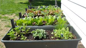 * die angegebenen verfügbarkeiten geben die verfügbarkeit des unter „mein markt ausgewählten obi marktes wieder. Gemusebeet Mieten Auf Zeit Ein Garten Fur Eine Saison