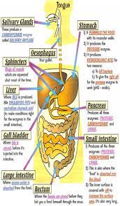 Herbalhealthblog Com Domain For Sale Human Digestive System Digestive System Anatomy Medical Anatomy
