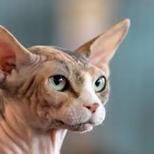 Der züchter paul mcsorley kreuzte die bereits vorhandenen katzenrassen sphynx und munchkin und es entstand eine meist kurzbeinige katze mit spärlicher. Qualzucht Bei Katzen Erna Graff Stiftung