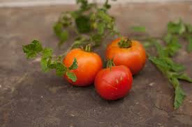 Leathery, really curly little leaves and curled (up) larger leaves. Nine Common Tomato Problems P Allen Smith