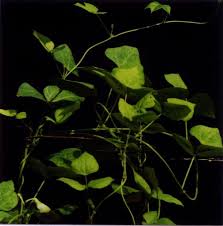 Image result for Sphenostylis marginata