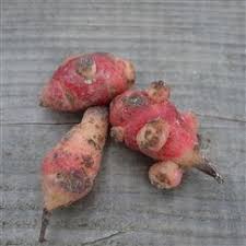 Reussir La Culture De L Oca Du Perou Oca Du Perou Perou Legumes Racines