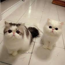Gatitos Sevimli Kedi Yavrulari Sevimli Hayvan Yavrulari Sevimli Kediler