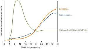 Maternal Changes During Pregnancy Labor And Birth Anatomy And Physiology Ii