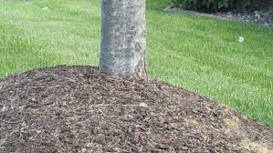 We are central iowa's premier landscape material provider since mulch mart of iowa. Mulch Can Kill Trees If Not Properly Applied Local News Qctimes Com