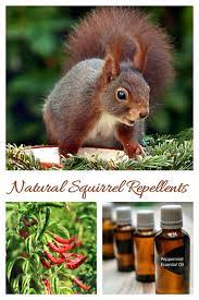 A bait of peanut butter or sunflower seeds can be used. Natural Squirrel Repellent Ideas Keep Squirrels Out Of The Yard