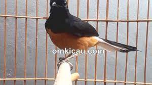 Merawat Murai Batu Saat Dorong Ekor Om Kicau