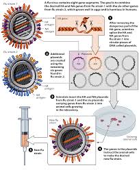 The high dose vaccine has been approved for use in people 65 years and older in the united states since 2009. Influenza Vaccine Wikipedia