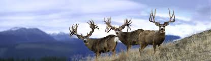 World Record Mule Deer What A Dream Shot All Three Of The Largest Mule Deer In The World In Big Deer Mule Deer Whitetail Deer