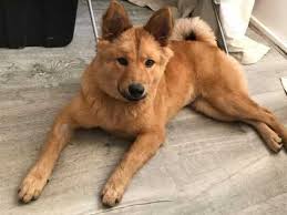 German shepherd chow mixes will be large sized dogs. German Shepherd X Chow Chow Looking For A Home Margate Kent Pets4homes