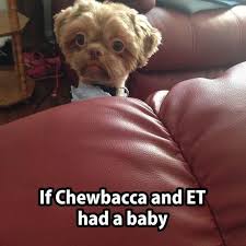 24 Animals Humor Memes Life Quotes Humor Animal Jokes Animal Humour Funny Pictures