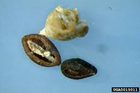 Image result for Gutenbergia spermacoceoides