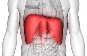 The front and outer sides of the lungs face the ribs, which make light indentations on their surfaces. Diaphragm Spasm Symptoms Causes And Treatment