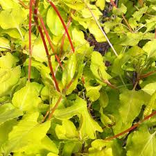 Image result for Fallopia baldschuanica