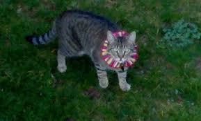Birds Be Safe Collar Here S Jinx A Tabby Cat On The Prowl But Luckily For The Songbirds He S Wearing A Birdsbesafe Cat Collar Cover So Easy Cat Collars Tabby Cat Pet Owners