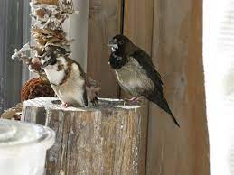 Hello Goodmorning How Are You