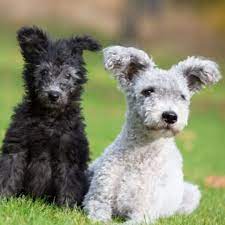 pin by evoest on pictures with dogs pumi dog dog breeds cute small dogs