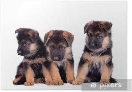 Mar 13, 2021 · 2 signs that your german shepherd's life is ending. Three German Shepherd Puppies Isolated On White Background Poster Pixers We Live To Change