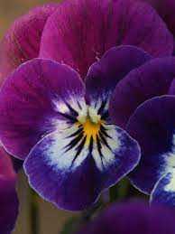 Pansy Pansies Flowers Pansies Amazing Flowers