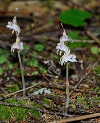 Image result for Epipogium