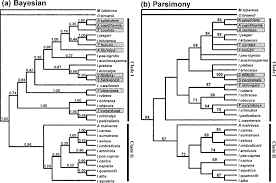 Image result for Lepistemon owariensis