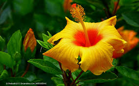 Gewöhnlich versandfertig in 6 bis 10 tagen. Hibiskus Roseneibisch Standort Pflege Giessen Dungen Vermehren