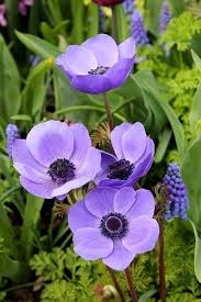 Anemonas De Mi Jardin Anemonen Aus Meinem Garten Anemonas De Mi Jardin Anemonen Garten Meinem Anem In 2020 Schone Blumen Schone Blumen Bilder Blumen