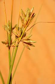 Image result for Cyperus obtusiflorus