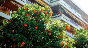 How to protect fruit trees from freezing temperatures. No Fruit Trees On Roadsides Please Say City Municipal Authorities In Delhi