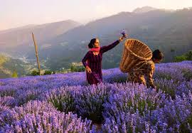 Savesave naik taraf surau for later. Puspak Ranjan Naik Puspak R Naik Twitter