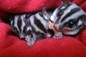 Kapan mulai untuk memelihara sugar glider? Diet Bml Untuk Sugar Glider Sugar Glider Diet