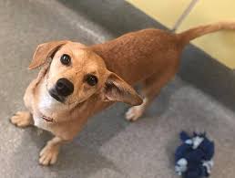 We did not find results for: Plano Tx Dachshund Meet Mia A Pet For Adoption