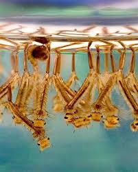 Bacillus Thuringiensis Israelensis Bti Im Einsatz In Wassertonnen Garten Anbau Natur