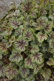 Image result for heuchera americana