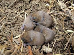 By two weeks of age, their eyes and ears have opened and they have grown hair. The Joyce Road Neighborhood Baby Field Mice