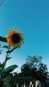 89 Blue Ideas Blue Aesthetic Pictures Aesthetic #pinterest #instagram #love #instagood #photography #art #aesthetic #tumblr #like #o #picoftheday #pinterestinspired #follow #fashion #india #i #naturephotography #s #handmade #bhfyp #mumbai #travelphotography best pinterest hashtags popular on instagram, twitter, facebook, tumblr