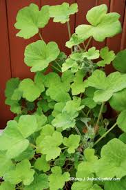 Image result for Pelargonium domesticum round-leaved bushy