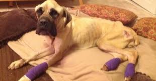 transformation of a rescued dog