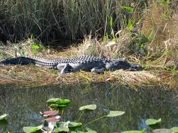 A typical ride takes between 2 and 3 hours, and it usually involves many stops because there's just so much to see. Shark Valley Bike Trail Everglades National Park The Kitchen Prescription