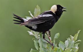 Bobolink Minnesota Breeding Bird Atlas
